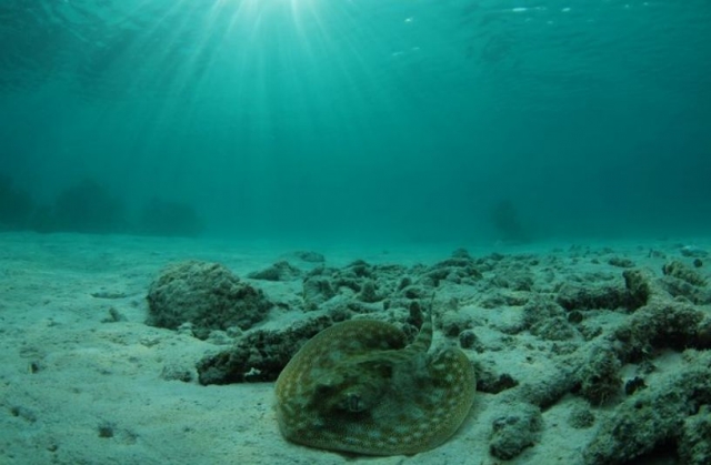 Paisajes con snorkel